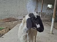 Ram, Blackheaded Persian sheep — photo 3