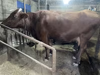 母牛, Swiss cattle — 照片 5