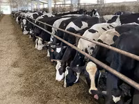 母牛, Yaroslavl cattle — 照片 1