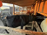 Vaca, Latvian Blue cattle — foto 2