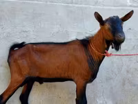 Cabro, Alpine goat — foto 3