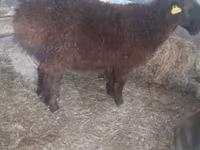 Cabras (lote, sexo no especificado), Cabras — foto 2