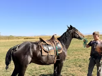 Horse (M), Karachay horse — photo 4