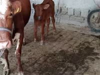 بقرة, Simmental cattle — الصورة 3