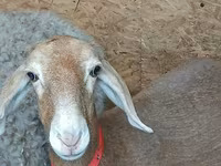 Schaf, Arashan sheep — Foto 1