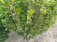 SADA KAYRAGACH (Chinni gujum) — Foto 4