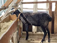Ram, Sheep — photo 2