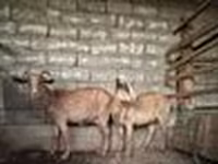 बकरी, Alpine goat — फ़ोटो 8