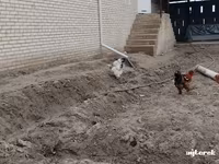 Брама (порода кур) — фото 4