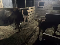 母牛, Swiss cattle — 照片 5