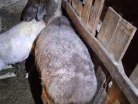 Oveja, Adal sheep — foto 1