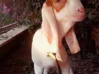 تيس, Kamori goats — الصورة 2