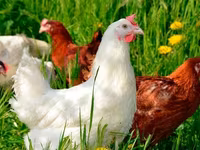 Chickens — photo 4
