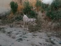 عنزة, Saanen goat — الصورة 8