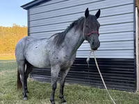 Caballo, Quarter Horse — foto 8