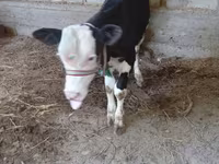 Vaca, Raza Holstein — foto 6