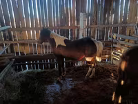 Caballo, Caballos — foto 5