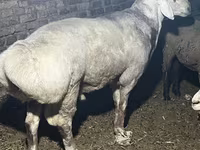 Ram, Afghan Arabi sheep — photo 4