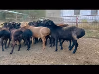 Ram, Sheep — photo 3