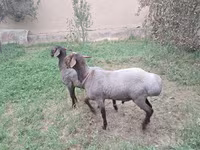 公羊, Sheep — 照片 3