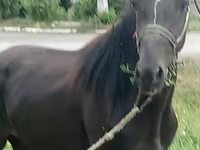 Horse (M), Priob horse — photo 1