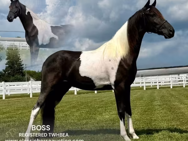 Caballo, Tennessee Walking Horse