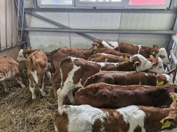 Cattle (batch, sex not specified), Simmental cattle