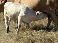 Toro, Vaca roja sin cuernos — foto 1