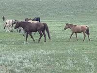 Yegua, Horse breed — foto 8
