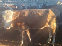 Bull, Simmental cattle — photo 5