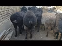 نعجة, Hissar sheep — الصورة 2