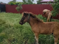 فرس, Australian Pony — الصورة 3