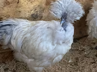 सिल्की — फ़ोटो 1