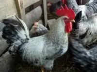 Leghorn — photo 1