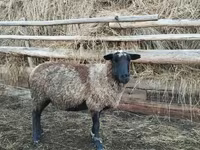 Carnero, Romanov sheep — foto 1