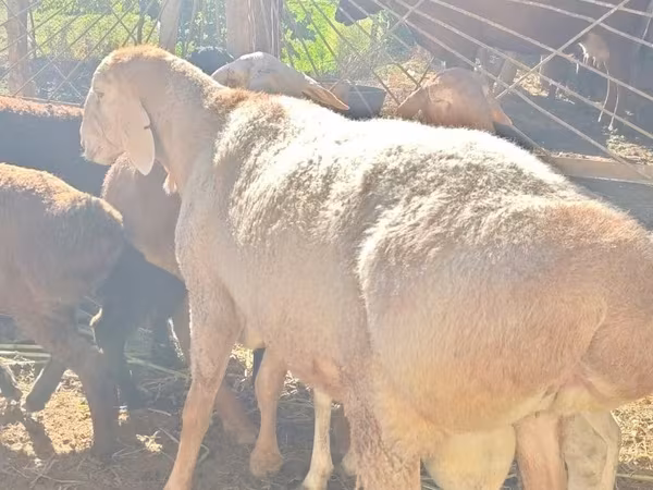 मेढ़ा, Rhon sheep