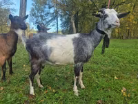 Goat, Alpine goat — photo 2