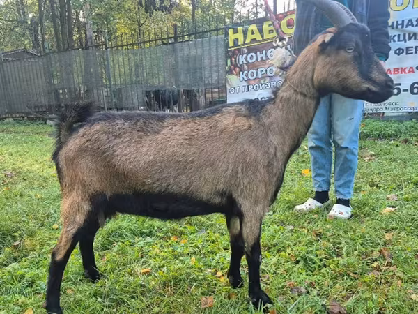 عنزة, Alpine goat