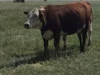 गाय, Latvian Blue cattle — फ़ोटो 2