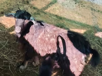 Ziegenbock, Ziegen — Foto 2