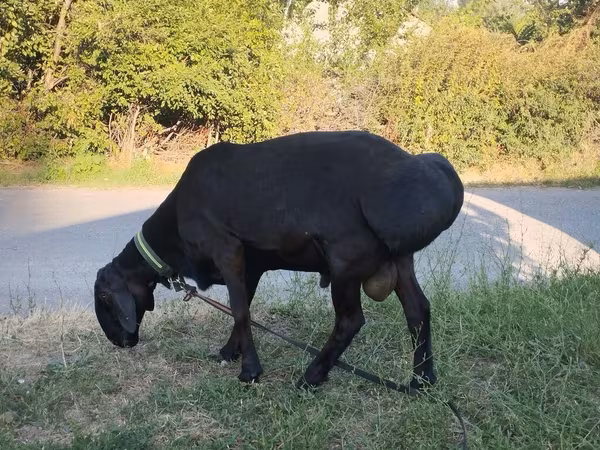 Ram, Red Karaman sheep