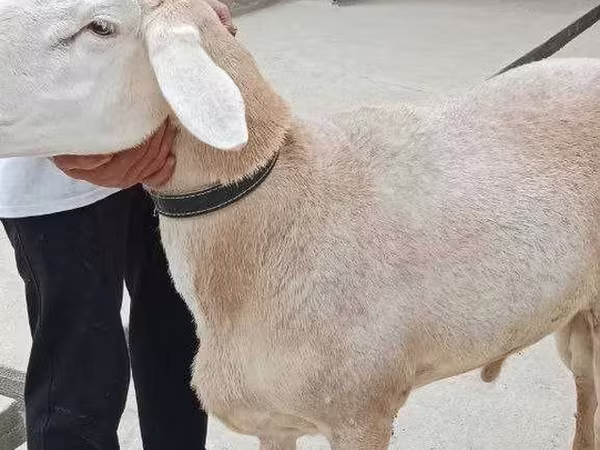 Carnero, Aland sheep
