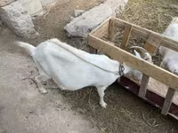Goat, Saanen goat — photo 3