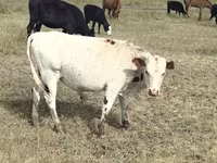 Vaca, Vaca roja sin cuernos — foto 2