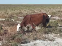 Kuh, Latvian Blue cattle — Foto 4