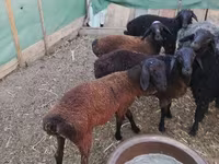 Widder, Arabi sheep — Foto 5