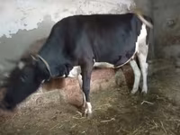 Cow, Russian Black pied cattle — photo 5