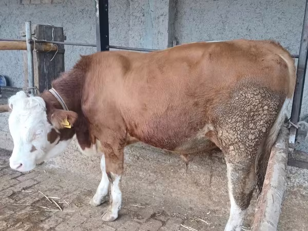 Bull, Simmental cattle