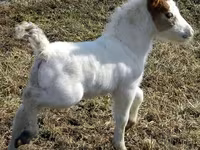 فرس, Miniature horse — الصورة 7