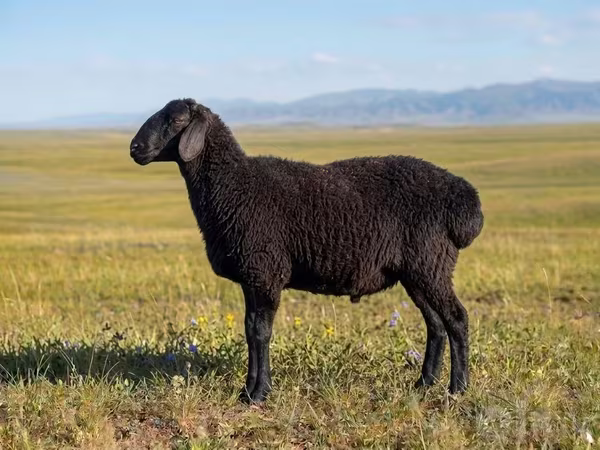 Ram, Sheep